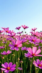 Fototapeta premium A vibrant field of pink cosmos flowers stretches towards a clear, bright blue sky, capturing the essence of a perfect summer day.