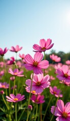 A vibrant field of pink cosmos flowers stretches towards a clear, bright blue sky, capturing the essence of a perfect summer day.
