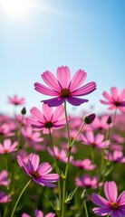 A vibrant field of pink cosmos flowers stretches towards a clear, bright blue sky, capturing the essence of a perfect summer day.