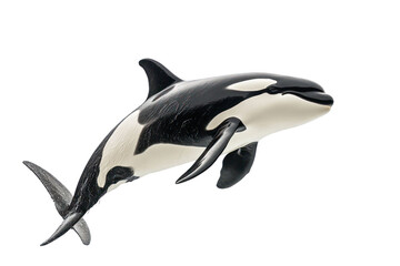 Orca whale isolated on transparent black background showing aquatic mammal black and white coloration with realistic water splash effect