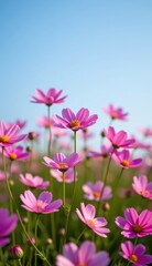 A vibrant field of pink cosmos flowers stretches towards a clear, bright blue sky, capturing the essence of a perfect summer day.
