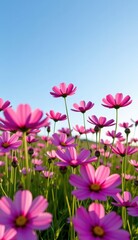 Fototapeta premium A vibrant field of pink cosmos flowers stretches towards a clear, bright blue sky, capturing the essence of a perfect summer day.