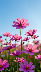 Fototapeta premium A vibrant field of pink cosmos flowers stretches towards a clear, bright blue sky, capturing the essence of a perfect summer day.