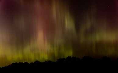 Northern lights flow over forest