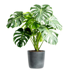 A Healthy Potted Monstera Plant with Large Perforated Leaves Isolated on Transparent Background