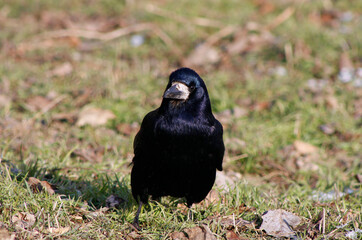 crow on the grass