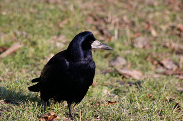 crow on the grass