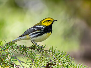 Male Black-throated Green Warbler