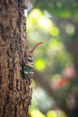 bug on the tree with bokeh background, Thailand.