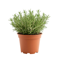 A Small Potted Rosemary Plant with Fragrant Green Leaves Isolated on Transparent Background