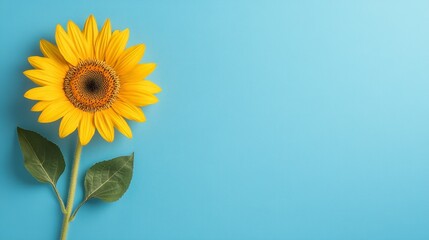 Bright yellow sunflower standing out against a soft blue background creating a cheerful and vibrant composition
