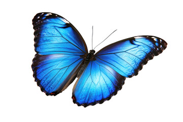 Vibrant blue butterfly with intricate wing patterns isolated on a transparent background. Shows detailed textures and delicate details