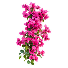 Vibrant Bougainvillea Plant with Magenta Flowers Isolated on Transparent Background