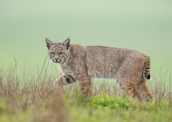 The bobcat (Lynx rufus), also known as the wildcat, bay lynx, or red lynx