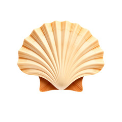 a Scallop Shell on Transparent Background
