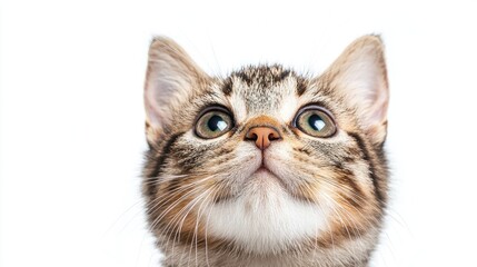 Fototapeta premium Curious kitten looking up, white background, pet portrait