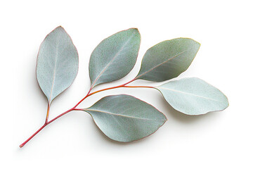 Branch and leaves of eucalyptus on white background, Generative AI Ilustration