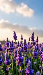 Obraz premium A serene twilight landscape unfolds, featuring a field of blooming lavender, its delicate purple flowers reaching towards a soft, pastel-colored sky.
