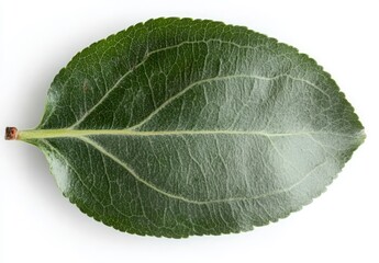 Obraz premium Detailed Close-Up of a Fresh Green Leaf on White Background