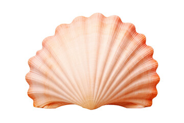 seashell on transparent background