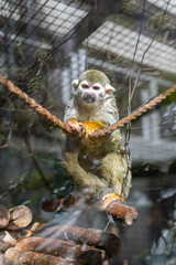 小さくて可愛い動物園のコモンリスザル