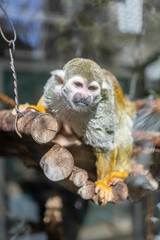 小さくて可愛い動物園のコモンリスザル