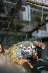 小さくて可愛い動物園のコモンリスザル