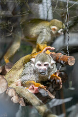 小さくて可愛い動物園のコモンリスザル