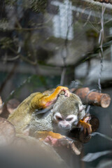 小さくて可愛い動物園のコモンリスザル