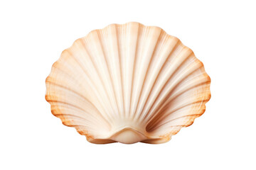 seashell on transparent background