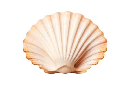 seashell on transparent background