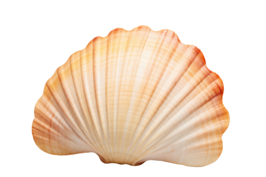 seashell on transparent background