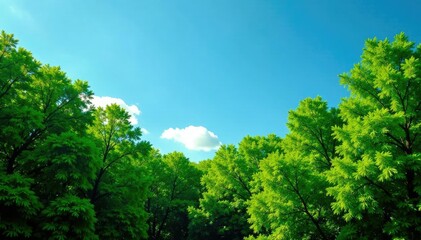 Obraz premium Dense foliage of green trees amidst a serene blue sky, foliage, calmness