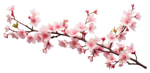 Obraz premium PNG Sakura blossom branch flower.