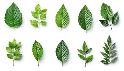 Fresh Leaves Flat Lay