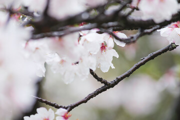 Rain, white cherry blossoms in bloom, spring scenery