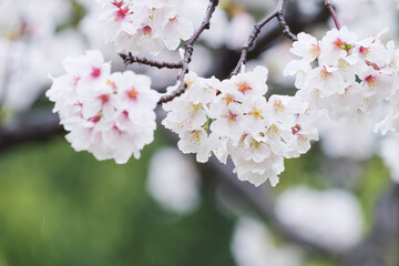Rain, white cherry blossoms in bloom, spring scenery