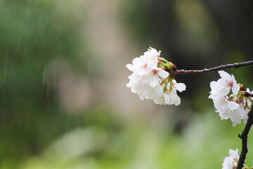 Rain, white cherry blossoms in bloom, spring scenery