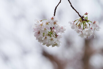 Rain, white cherry blossoms in bloom, spring scenery