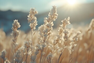 Fototapeta premium Wildflowers Sunset Meadow