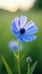 Fototapeta premium Soft petals of blue cornflower gently swaying in a field, bloom, nature, field