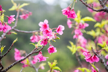 Fototapeta premium 葉桜、寒緋桜、春、奄美大島