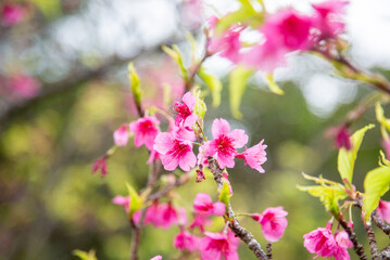 Obraz premium 葉桜、寒緋桜、春、奄美大島