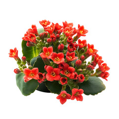 Vibrant Red Kalanchoe Plant with Green Leaves Isolated on Transparent Background
