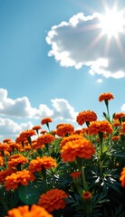 Obraz premium A captivating twilight scene unfolds across a field of vibrant orange marigold flowers, their petals aglow in the soft, fading light.