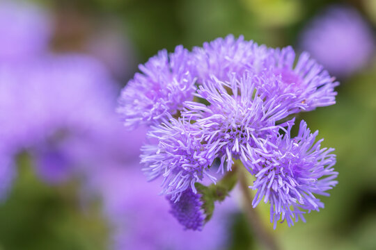 floss flower