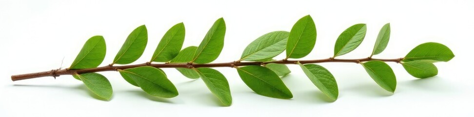 Naklejka premium Brown dried green branch isolated on white surface, green, leafy, natural