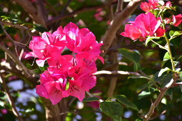 Vibrant pink bougainvillea flowers blooming in the summer sun, blooms, floral, Pink Bougainvillea flowers background, Pink Cyclamen Tulips Lilies Hydrangeas 