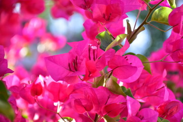 Vibrant pink bougainvillea flowers blooming in the summer sun, blooms, floral, Pink Bougainvillea flowers background, Pink Cyclamen Tulips Lilies Hydrangeas 