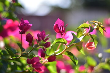 Vibrant pink bougainvillea flowers blooming in the summer sun, blooms, floral, Pink Bougainvillea flowers background, Pink Cyclamen Tulips Lilies Hydrangeas 